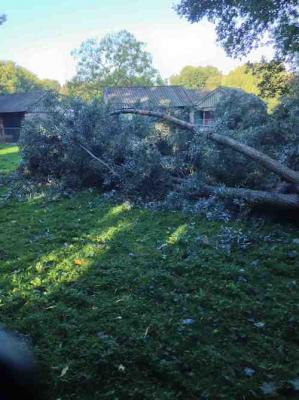 Bomen rooien 1.1